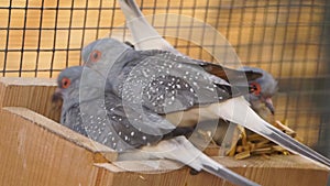 Closeup of a diamond dove nest, tropical pigeon specie from Australia