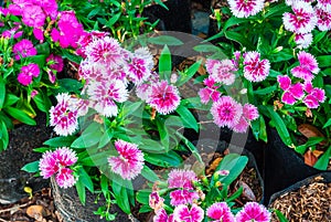 Closeup Dianthus Chinensis/ Chaina Pink/ Indian Pink Background