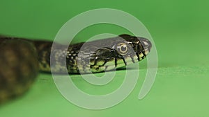 Closeup dice snake eye, face. Snake sticks out its tongue. Water snake. Reptile