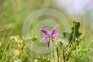 Closeup of dichopogon fimbriatus growing in a meadow under the sunlight with a blurry background
