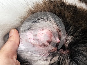 Closeup the dig ear problem form the Melassesia Dermatitis,show the disease on dog ear,