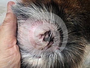 Closeup the dig ear problem form the Melassesia Dermatitis,show the disease on dog ear