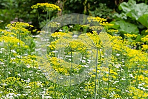 Closeup of dill and cilantro thickets in a rustic garden