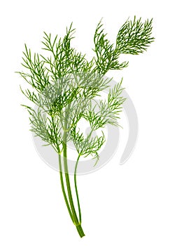 Closeup of dill herb leaf isolated on white