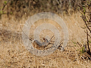 Closeup of the diminutive Kirk`s Dik-dik