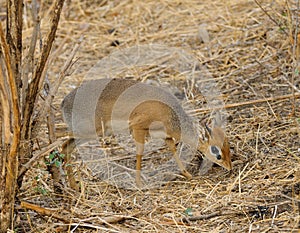 Closeup of the diminutive Kirk`s Dik-dik