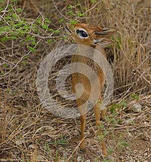 Closeup of the diminutive Kirk`s Dik-dik