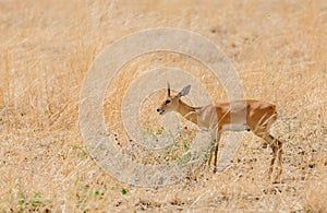 Closeup of the diminutive Steenbok photo