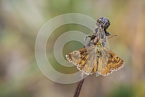 Closeup of a dingy skipper butterfly, Erynnis tages, resting