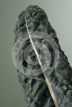 Closeup of a Dinosaur Kale Leaf