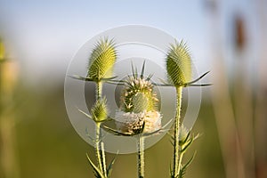 Closeup of Dipsacus laciniatus, cutleaf teasels against the blurry background.