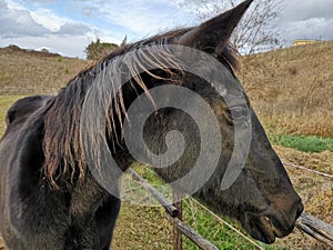 Closeup of a dirty black Andalusian horse in a ranch under a cloudy sky