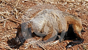A closeup of diseased sheep relaxing in the dry fields