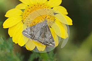Closeup on the diurnal Beet webworm crambid moth, Loxostege sticticalis sitting on a yellow flower