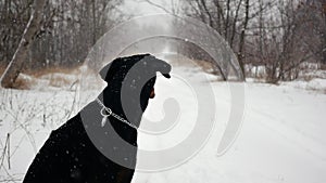 Closeup of doberman sitting on winter path in wood at snowstorm filmed in slow motion