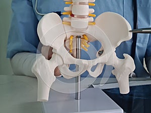 Closeup of doctor hand showing ischial tuberosity or sit bones on model of pelvic photo