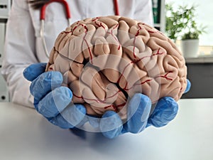 Closeup of doctorn hand holding model of the human brain photo