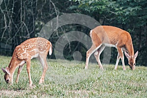 Closeup of a doe and fawn grazing in the forest with blurred background