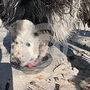 Closeup of dog drinking water photo
