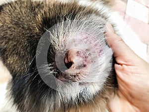 Closeup dog ear problem,show the secondary skin infections in dogs with Atopic Dermatitis