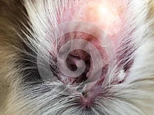 Closeup dog ear problem,show the secondary skin infections in dogs with Atopic Dermatitis