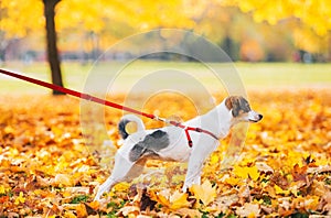 Closeup on dog on leash outdoors