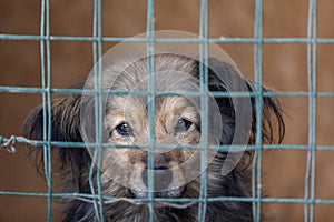 Closeup of dog puppy looking through bars of cage