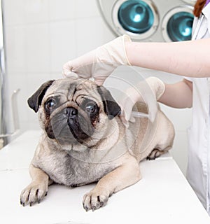 Closeup dog receive the vaccine in a veterinary clinic