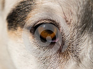 Closeup of dog`s eye