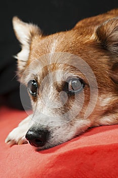 Closeup of dog`s face lying on bed and staring at the camera