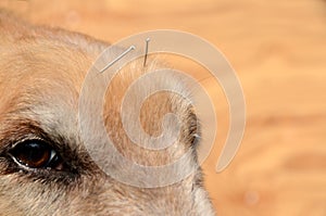 Dog`s face wih acupuncture needles photo