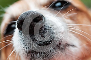 Closeup of dog`s nose and snout in focus