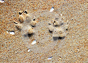 Closeup of a dog's paw prints in sand