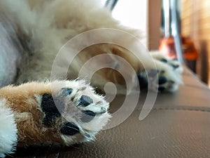 Closeup of dog`s paws lazy Pomeranian laying with back on bed