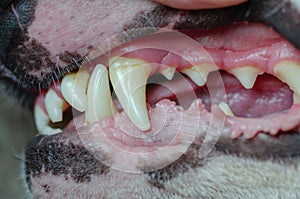 Closeup of a dog's teeth and mouth with toothache