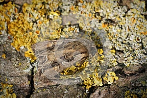 Closeup on a dog 's tooth moth, Lacanobia suasa sitting on a peice of wood