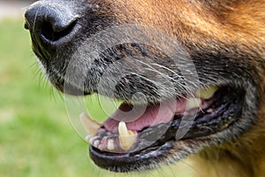 Closeup of a dog shepherd mouth,big dog teeth, shepherd german nose closeup