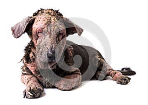 Closeup dog sick leprosy skin problem