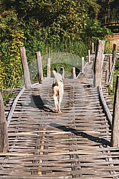 Closeup of a dog walking on a boardwalk at a marsh in a village