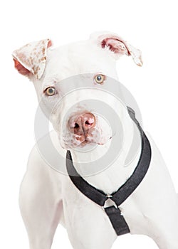 Closeup Of A Dogo Argentino Dog photo