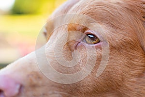 Closeup of dogs eye. Breed is Novascotia ducktolling retriever.