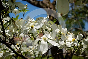 Closeup of dogwood flowers on bright sunny spring day