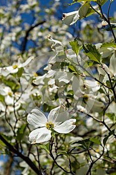 Closeup of dogwood flowers on bright sunny spring day