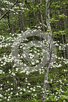 Dogwood Trees bloom in a green forest in the Smokies.