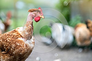 Closeup of domestic chicken feeding on traditional rural barnyard. Hens on barn yard in eco farm. Free range poultry farming