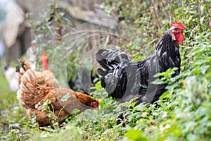 Closeup of domestic chicken feeding on traditional rural barnyard. Hens on barn yard in eco farm. Free range poultry farming