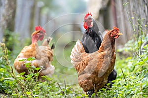 Closeup of domestic chicken feeding on traditional rural barnyard. Hens on barn yard in eco farm. Free range poultry farming