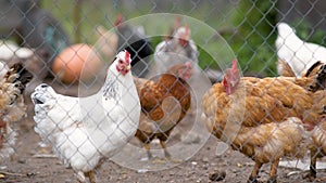 Closeup of domestic chicken feeding on traditional rural barnyard. Hens on barn yard in eco farm. Free range poultry farming conce