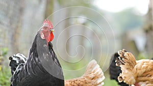 Closeup of domestic chicken feeding on traditional rural barnyard. Hens on barn yard in eco farm. Free range poultry farming conce