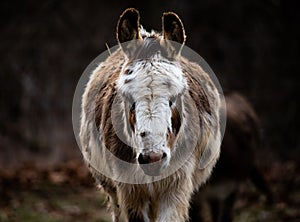 Closeup of a domestic donkey (Equus asinus) against blurred background